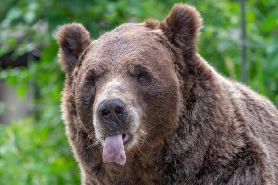 Отбиться спреем от медведей