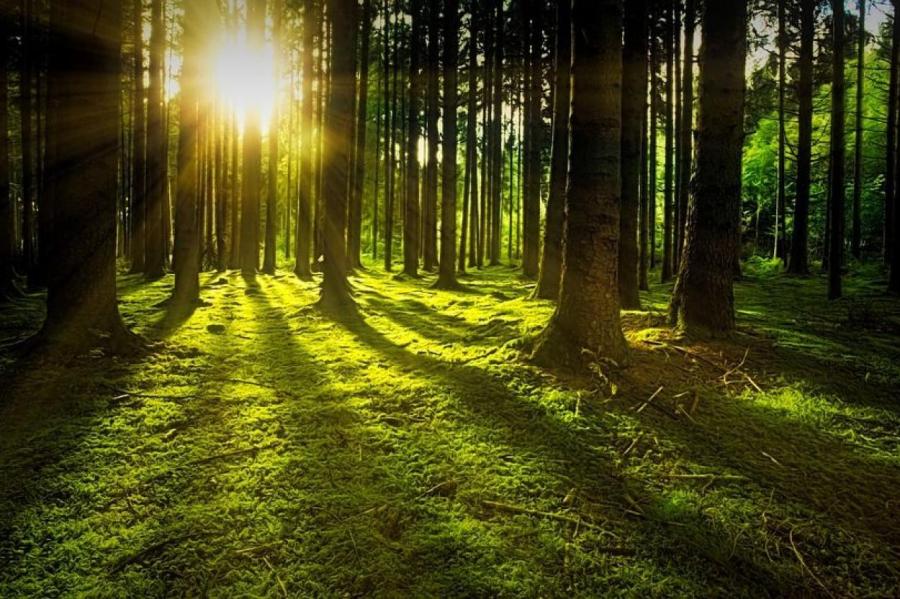 Миллионеру запретили портить лес «выдающейся красоты»