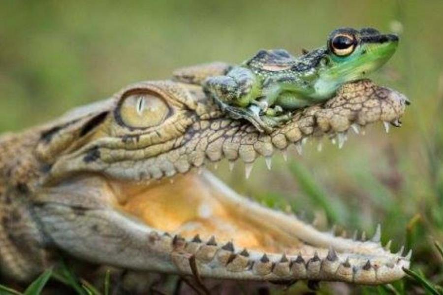 Самый заботливый крокодил и сотня его малышей
