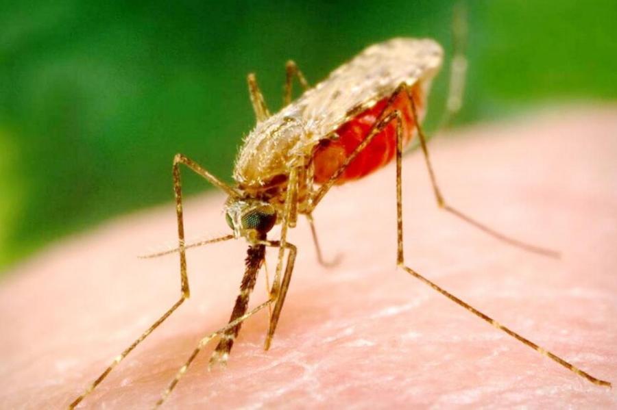 Виестур Керус: малярийные комары живут в Латвии уже сейчас!