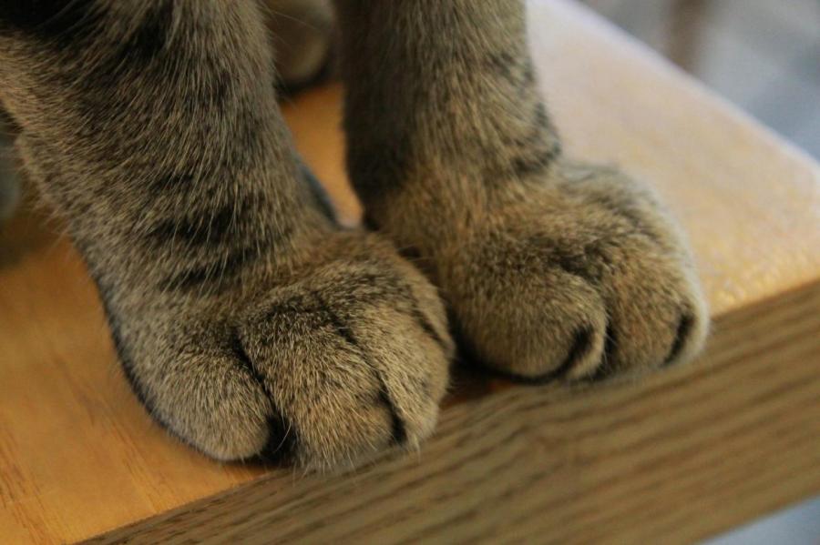 В России потерявшему лапы уличному коту напечатали протезы на 3D-принтере