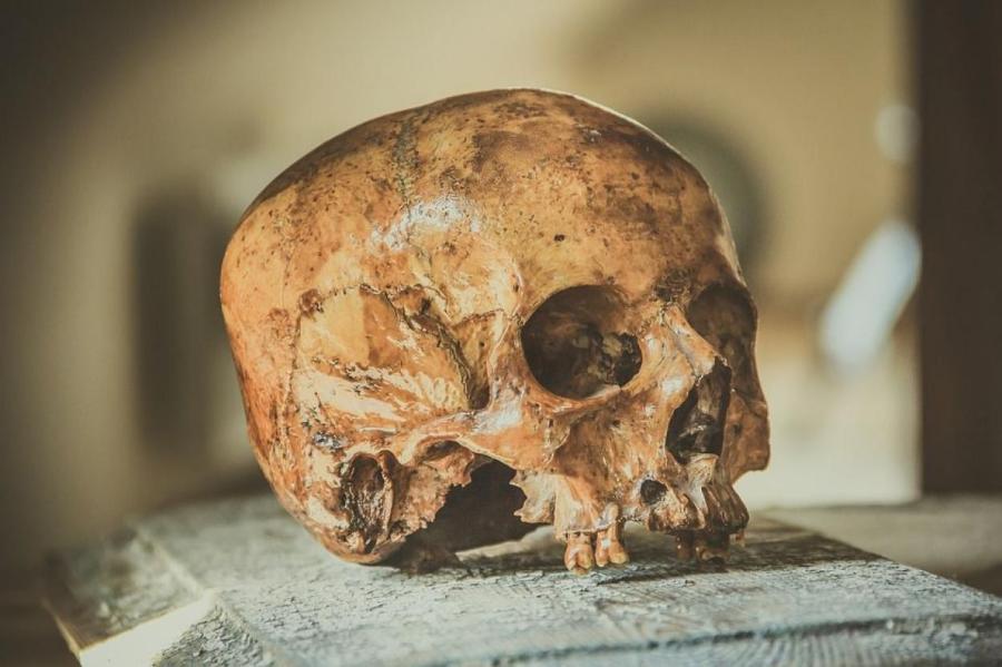 В древнем черепе нашли старейший штамм смертоносной инфекции