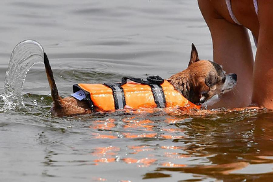 Об опасностях водоемов для собак в жару