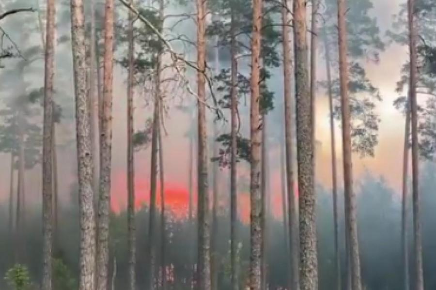 К тушению лесного пожара в Гаркалне подключили армию (+ВИДЕО)