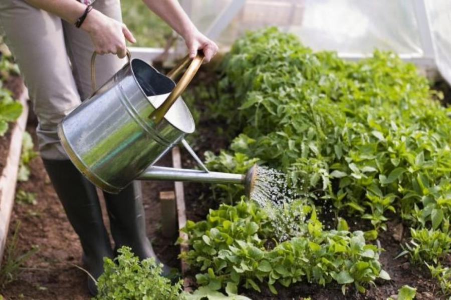 Как грамотно поливать растения на даче