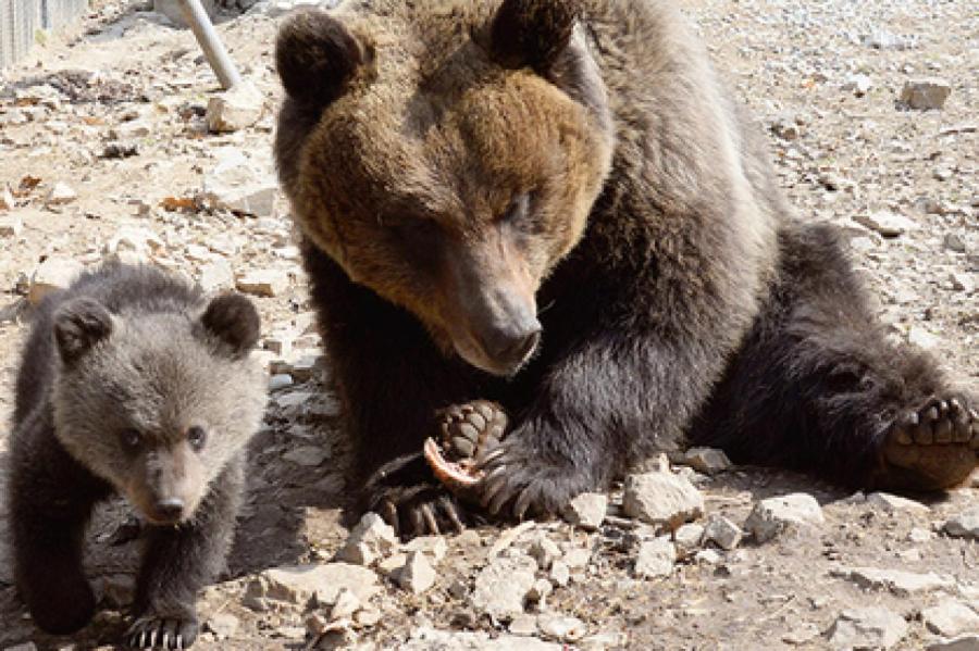 Шведские медведи дурят охотников