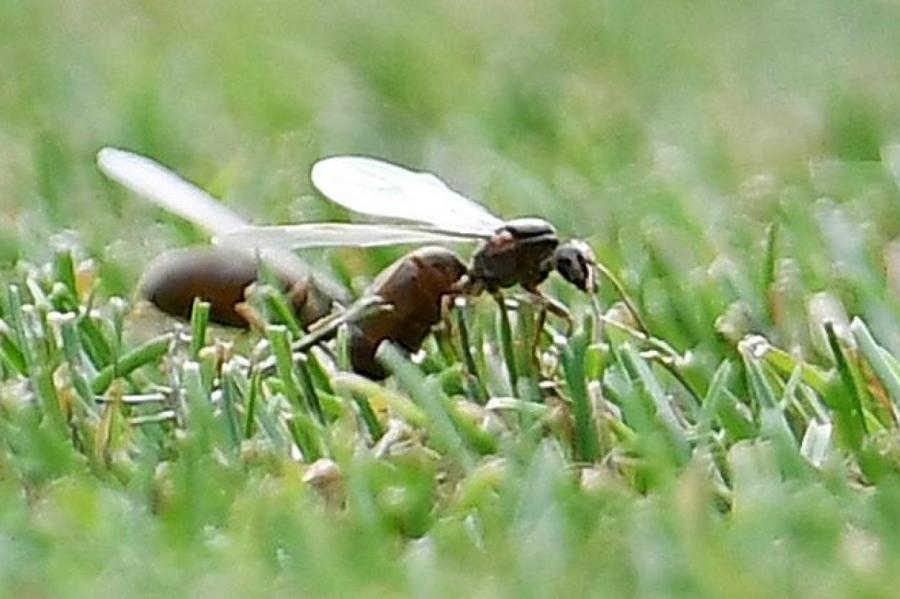 На Уэмбли ожидают появления роя летающих муравьев во время финала ЕВРО