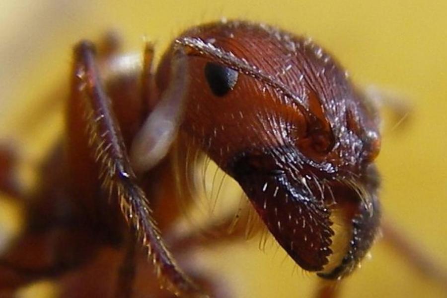 Супергениальные насекомые муравьи