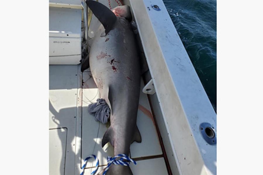 Огромная тупорылая акула принесла рыболову 20 000 USD
