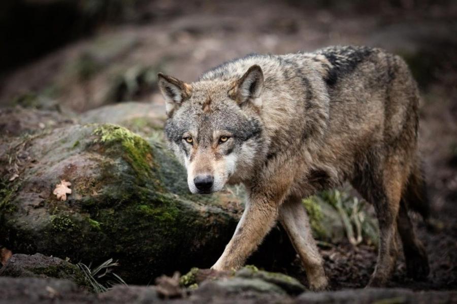 В Латвии начинается охота на волков