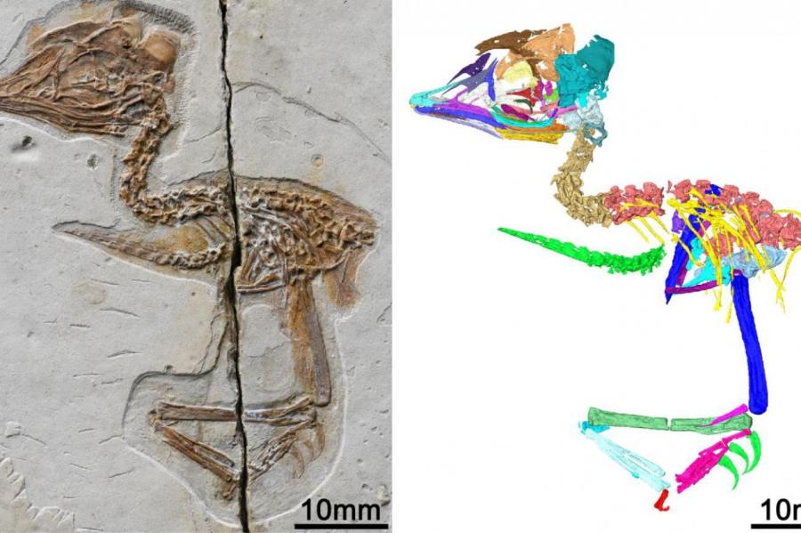 Необычный тираннозавр-воробей найден в Китае
