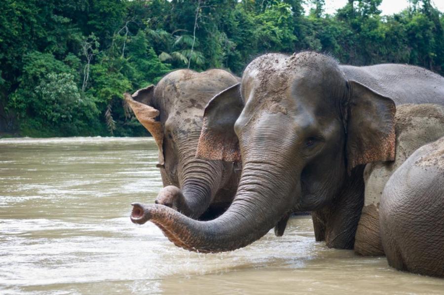 Негодяи браконьеры убили и обезглавили слона на Суматре