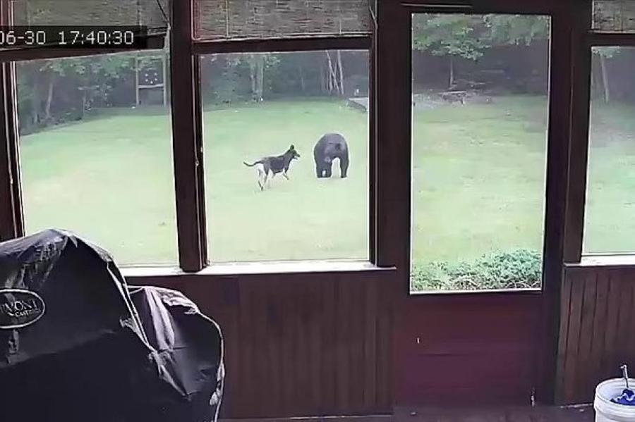 Медвежонок пришел в гости к людям, чтобы поиграть с другом-собакой