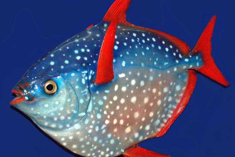 Почему не все рыбы холоднокровны