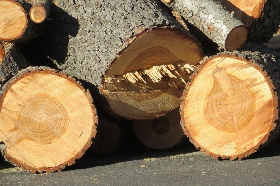 Экспорт продукции лесной отрасли за пять месяцев увеличился на 24,1%