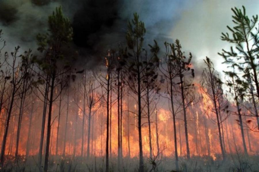 Пожароопасность в латвийских лесах достигла критического уровня