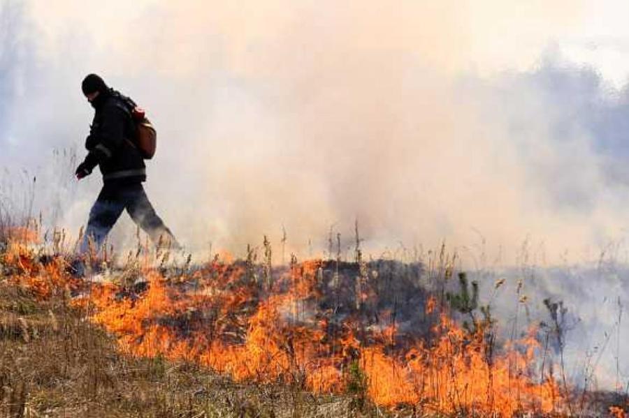 В Сигулдском крае начался лесной пожар – лес спасают пожарные и добровольцы