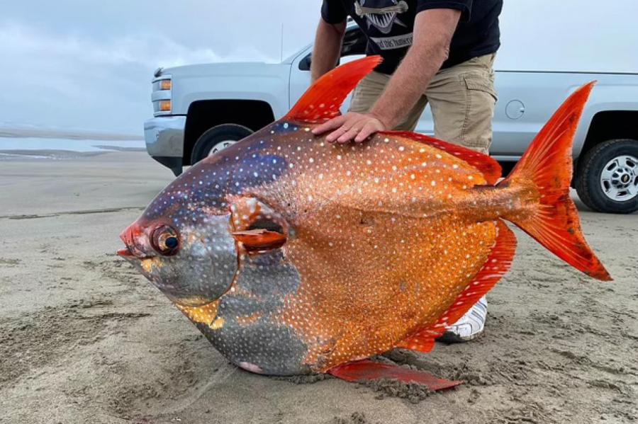 Тропическую рыбу весом 45 кг выбросило на берег в США