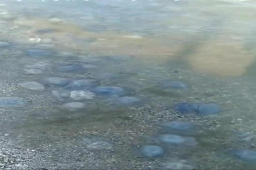 Ахтунг: Азовское море превратилось в кисель из медуз!