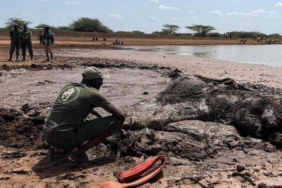В Кении спасли слониху, застрявшую в грязи