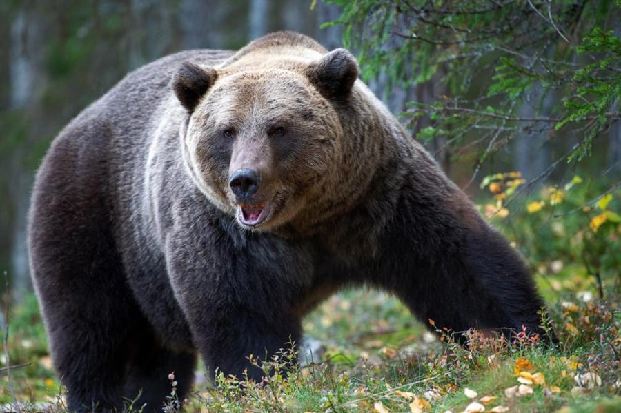 Недельная битва с медведем закончилась спасением американца