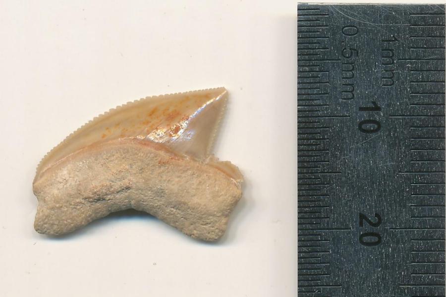 Акульи зубы из Иерусалима позднего мелового периода