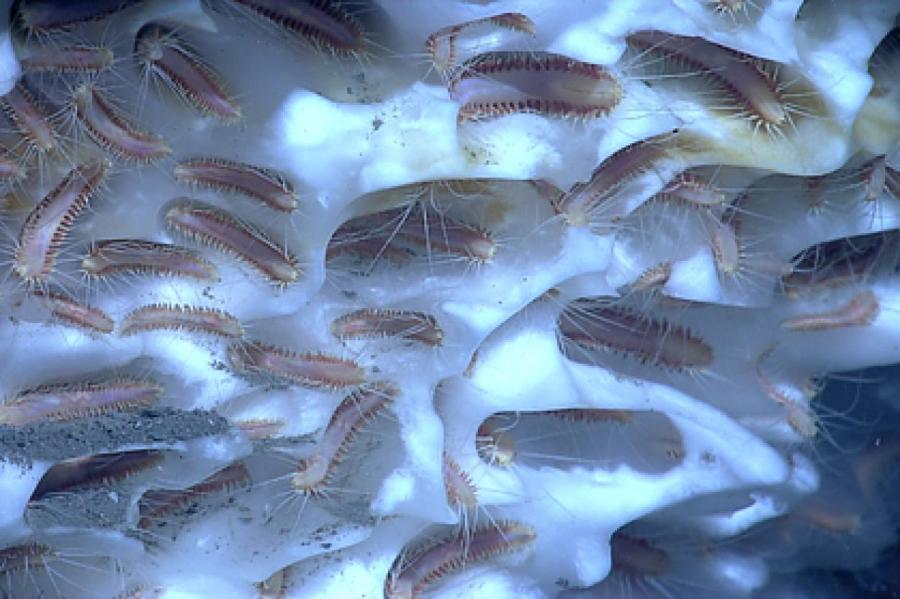 Миллиарды загадочных безглазых червей выползли из ледников
