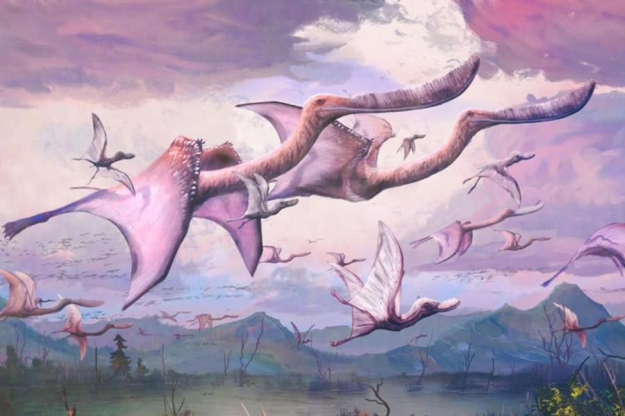 Птерозавры могли летать сразу после вылупления