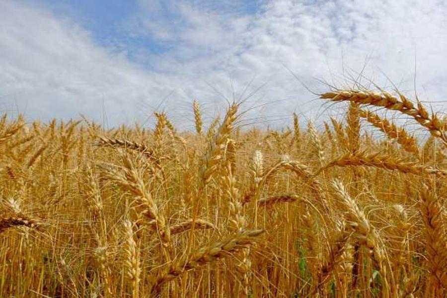 ЧП в Елгавском крае: горят 16 гектаров поля с зерновыми