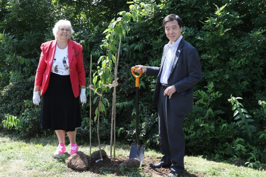 Посол Японии посадил олимпийское дерево в Руцавском дендрарии