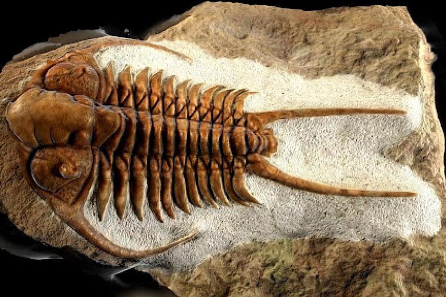 Ученые отыскали свидетельства кровавой сцены, произошедшей 450 млн. лет назад
