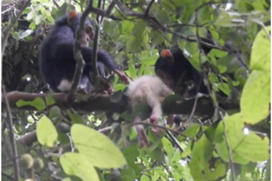 Шимпанзе–альбинос из Уганды: стая не признала его и убила...