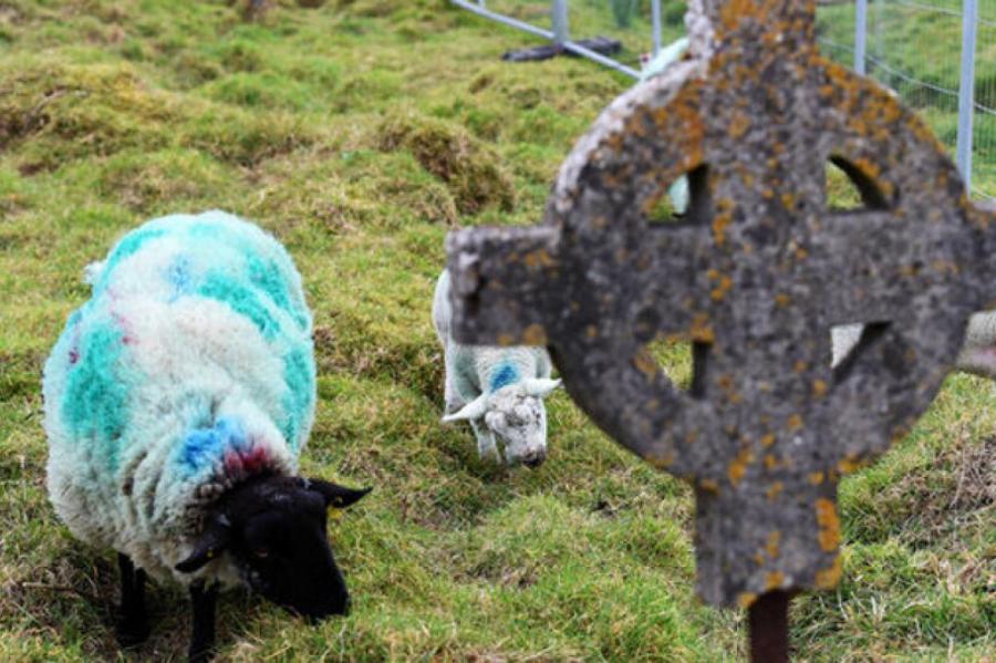 В Ирландии поиском старинных надгробий занялись козы и овцы