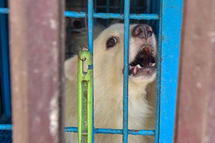 В Бангладеш гибнут животные в зоомагазинах