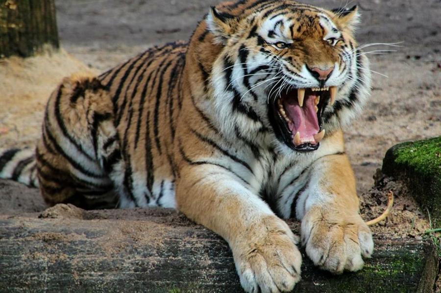 Амурский тигр «наорал» на оленя и попал в объектив фотоловушки