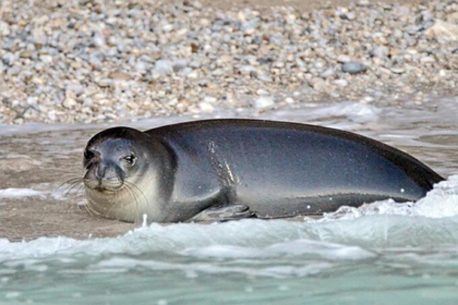 Дружелюбного тюленя-монаха жестоко убили