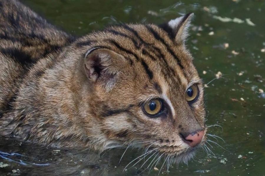 Новосибирский зоопарк показал удивительных водоплавающих кошек