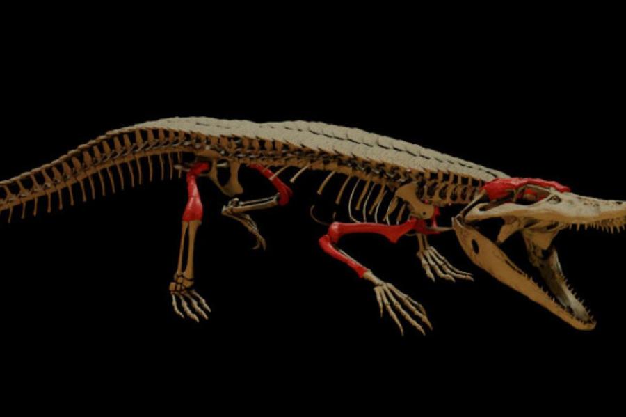 «Дедушка» Burkesuchus – предок современных крокодилов