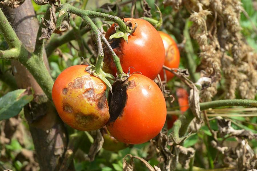 В чём причина фитофтороза помидоров и как с этим бороться