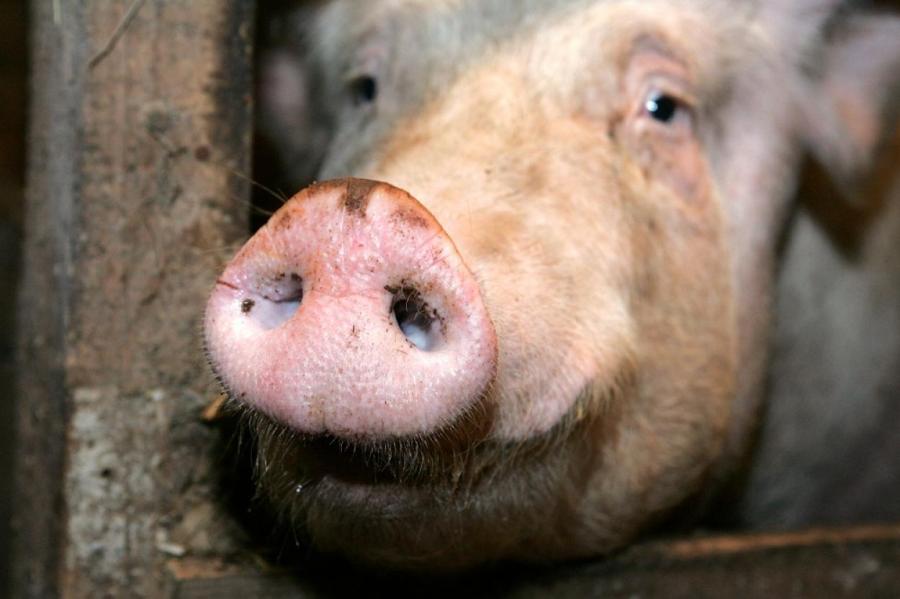 На ферме с 1762 свиньями под Вентспилсом обнаружена АЧС – животных будут убивать