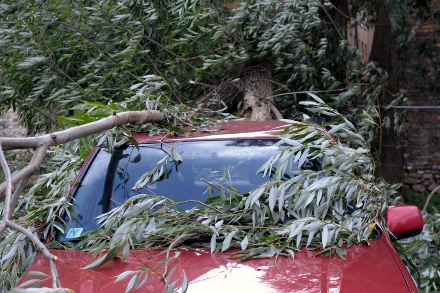 Непогода в Латвии: спасатели получили 70 вызовов в связи с упавшими деревьями