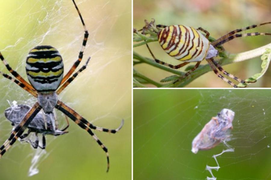 Новинка латвийской фауны: биолог объяснил, кто такие пауки-осы