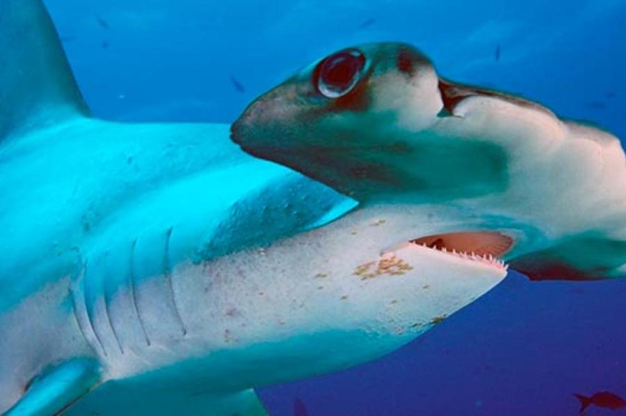 Рыба спряталась от акулы за человеком
