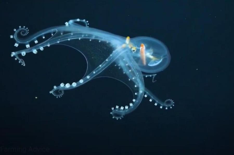 В Тихом океане сняли редчайшего стеклянного осьминога