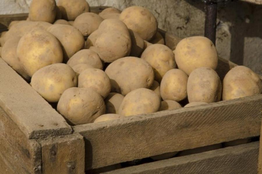 Как сохранить картошку после уборки урожая