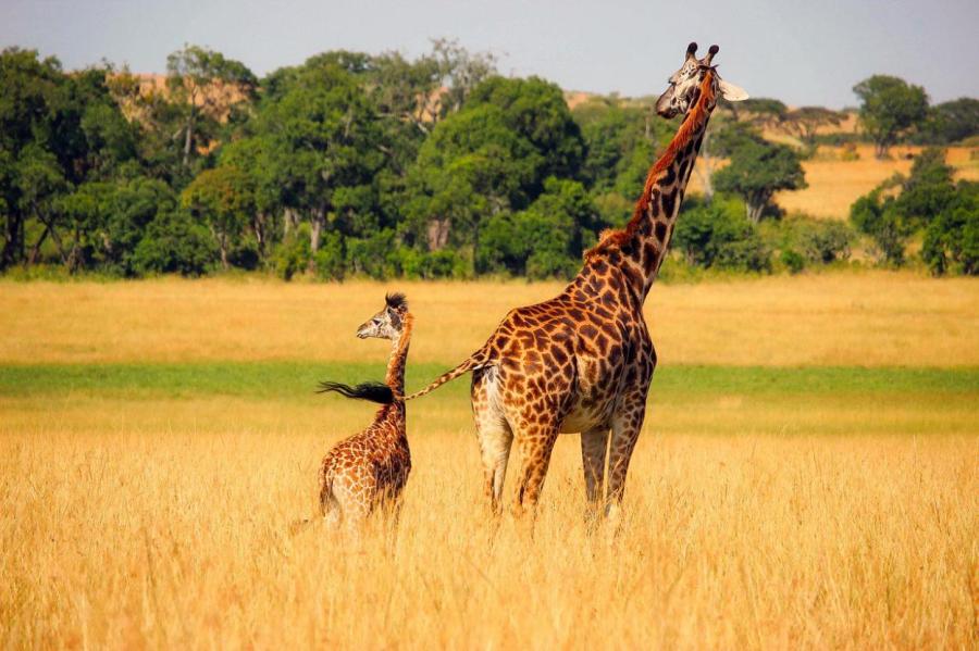 Британские учёные раскрыли тайну бабушек-жирафов