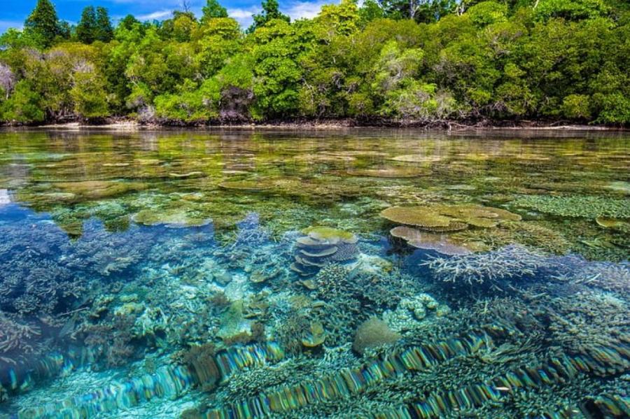 Таиланд запретил использовать солнцезащитные кремы для спасения кораллов
