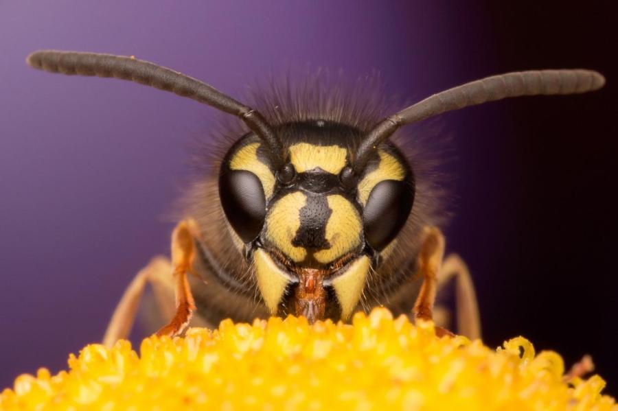 Агрессивные американские пчёлы убили мужчину