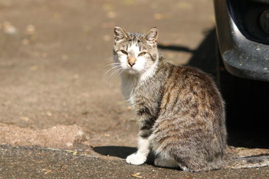 В Британии кошки умирают от неизвестной болезни