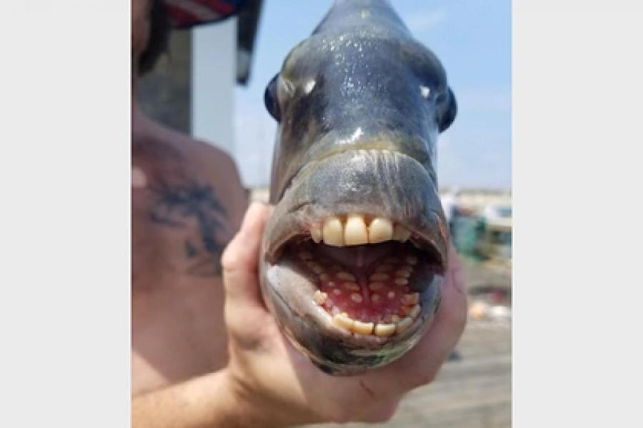 Поймана рыба с «человеческими зубами»
